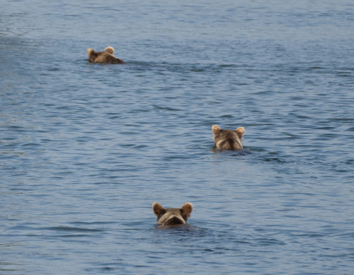 Haven’t you heard? The first matches of #FatBearWeek have started! 🎉🥳

Vote at fatbearweek.org. The polls close at 5PM AKDT/9PM EDT. The bears are counting on you! 🐻

Photo credit: Courtesy N. Boak