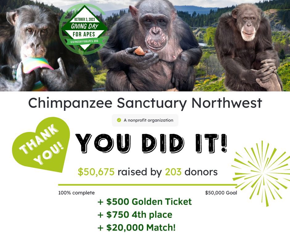 So grateful to all of you amazing donors who gave to us and other sanctuaries and rescue centers caring for apes. Thanks to @GFASsanctuary and @ArcusGreatApes and @AAVS_AAVS and ALL of the sponsors! #givingdayforapes