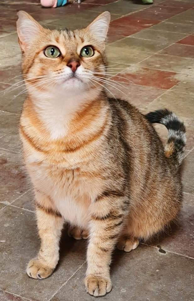 SHANSA 💕🥰🐈
x.com/AsociacionADAT…