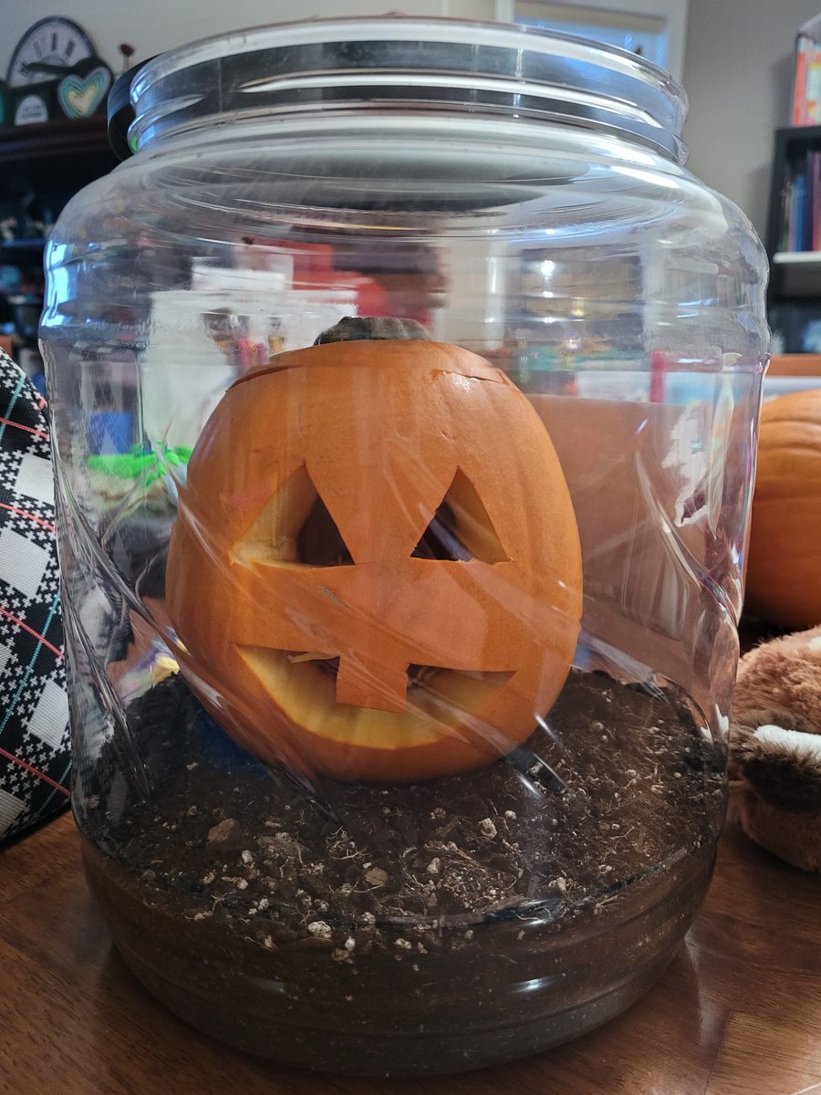 My #pumpkinjack is all ready for my 2s tomorrow! We are going to learn all about the pumpkin life cycle with this cute little guy! #GLOWeics #newsciencecurriculum #science #grade2 <a href="/MCS_EICS/">Madonna Catholic School</a>