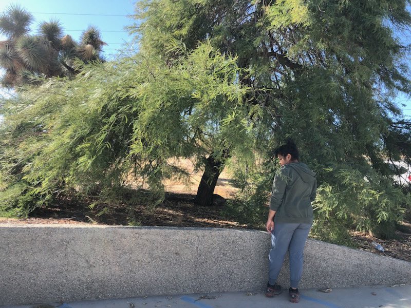Thank you <a href="/MojaveDesertLT/">Mojave Desert Land Trust</a> and @soul_farmer for the Joshua Tree native plants tour 🌱🏜️