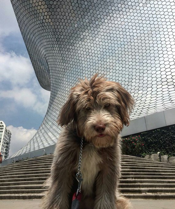 MarioSosaG's tweet photo. Una sociedad puede ser juzgada por la manera en que trata a sus animales.   

¡Adopta un amigo! 

#DíaMundialDeLosAnimales
#MarioSosaGómez https://t.co/jfM6xZEC1V