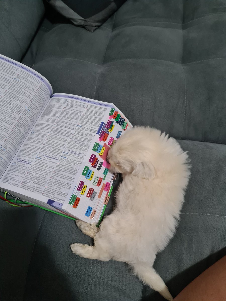 bruninhareisr's tweet photo. Lupi chegou para bagunçar a ajudar a mamãe nos estudos da segunda fase https://t.co/csWgAurA5P
