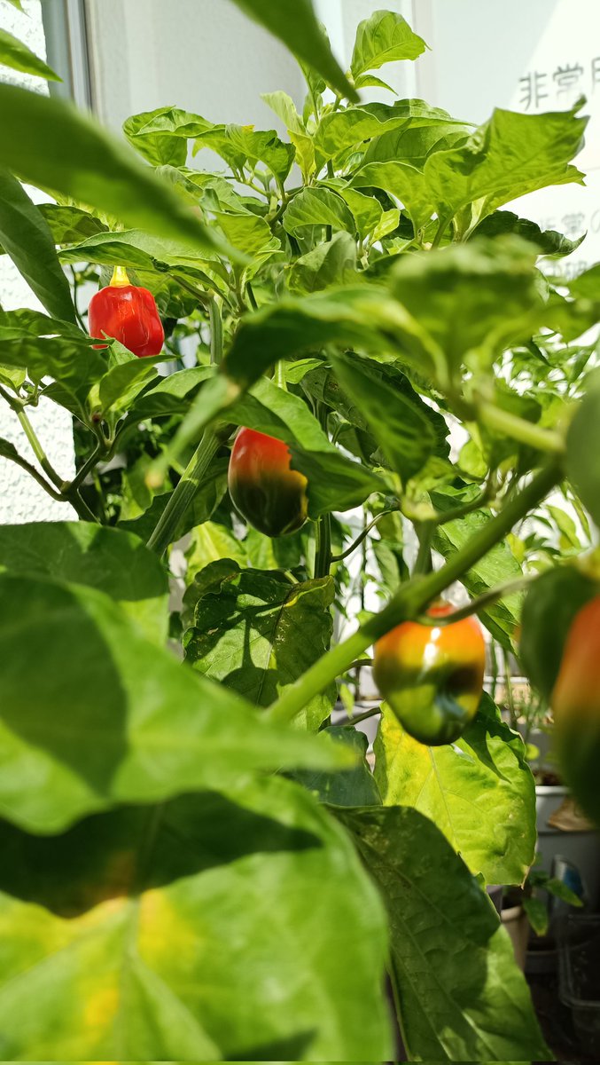 rubahkeIabu's tweet photo. Dapat buahnya dari tetangga, semai di bulan2 Maret/April alhamdulillah berbuah juga ini Habanero setelah sekitar 6 bulan.
Ngerawat bareng2 sama bebeb @athinao terima kasih beb
#habanero #chili #pocom4pro https://t.co/SeKmTb3lt8