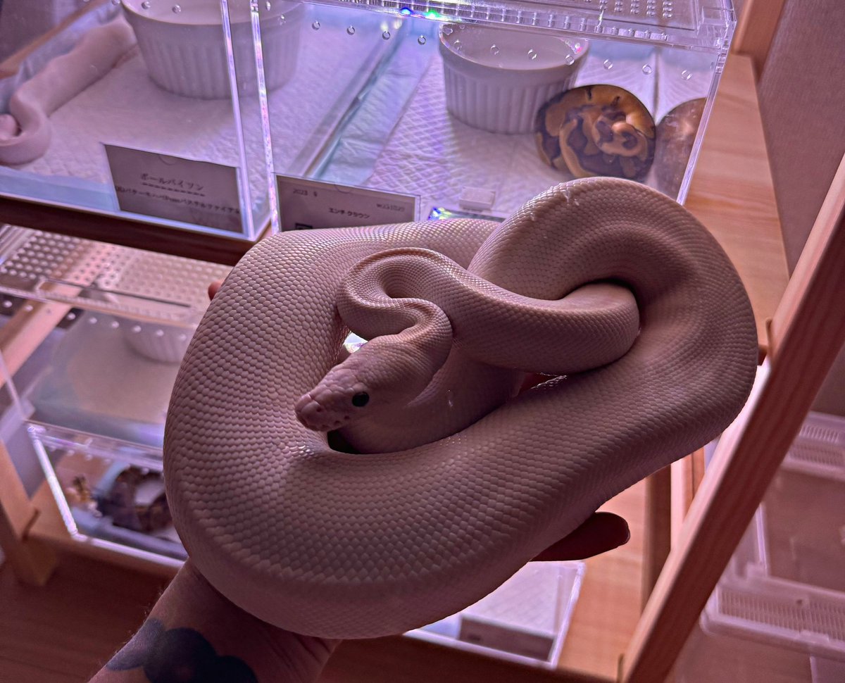 ballpython0822's tweet image. 唯一のアダルト😌