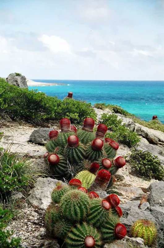 メロカクタス
Melocactus sp.

出典：不詳