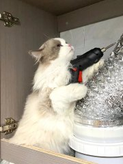 Lydiachenll's tweet photo. 猫さんの話では、問題はない、すぐに直せるけど、お金がかかる、とのことでした。😺 https://t.co/dLn8GKomAf