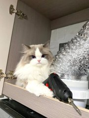 Lydiachenll's tweet photo. 猫さんの話では、問題はない、すぐに直せるけど、お金がかかる、とのことでした。😺 https://t.co/dLn8GKomAf
