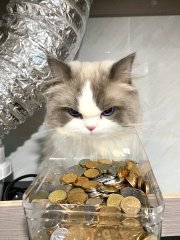 Lydiachenll's tweet photo. 猫さんの話では、問題はない、すぐに直せるけど、お金がかかる、とのことでした。😺 https://t.co/dLn8GKomAf