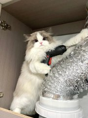 Lydiachenll's tweet photo. 猫さんの話では、問題はない、すぐに直せるけど、お金がかかる、とのことでした。😺 https://t.co/dLn8GKomAf