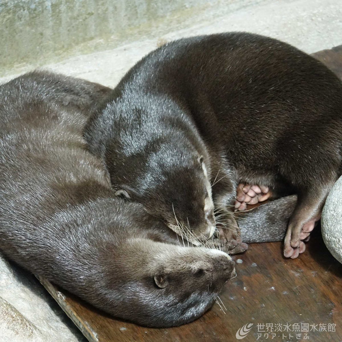 コツメカワウソのあしの裏側。
名前にもなっている小さな爪が見えますよ。【広報】