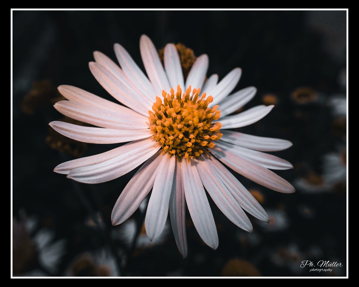 o0Philipp0o's tweet photo. Aufgenommen mit der OMSystem TG7 🙌🏻❤️🔥😊 (📷)
-
#blume #blumen #makro #flower #flowers #macro #macrophotography #omsystemtg7 #tg7
-
#fotografieren #fotograf #foto #fotos #photography #photographer #photo #photos #omsystem #om #zoo #hobby #schweiz https://t.co/sHMuYxnAsH