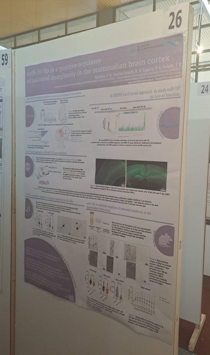 Pau Gonzalez 🧬🐁🧠🔬🇦🇷 (@paulabiorna) on Twitter photo Our poster on the role of miR-191-5p in neuronal complexity is up and ready.
To discuss our work with AAVs and full brain KO using CRISPR/Cas9 visit our poster (number 26) on Friday session at <a href="/SAN_neuroAr/">SAN_Neurociencias</a> 🧠
#SAN2023 Our poster on the role of miR-191-5p in neuronal complexity is up and ready.
To discuss our work with AAVs and full brain KO using CRISPR/Cas9 visit our poster (number 26) on Friday session at <a href="/SAN_neuroAr/">SAN_Neurociencias</a> 🧠
#SAN2023