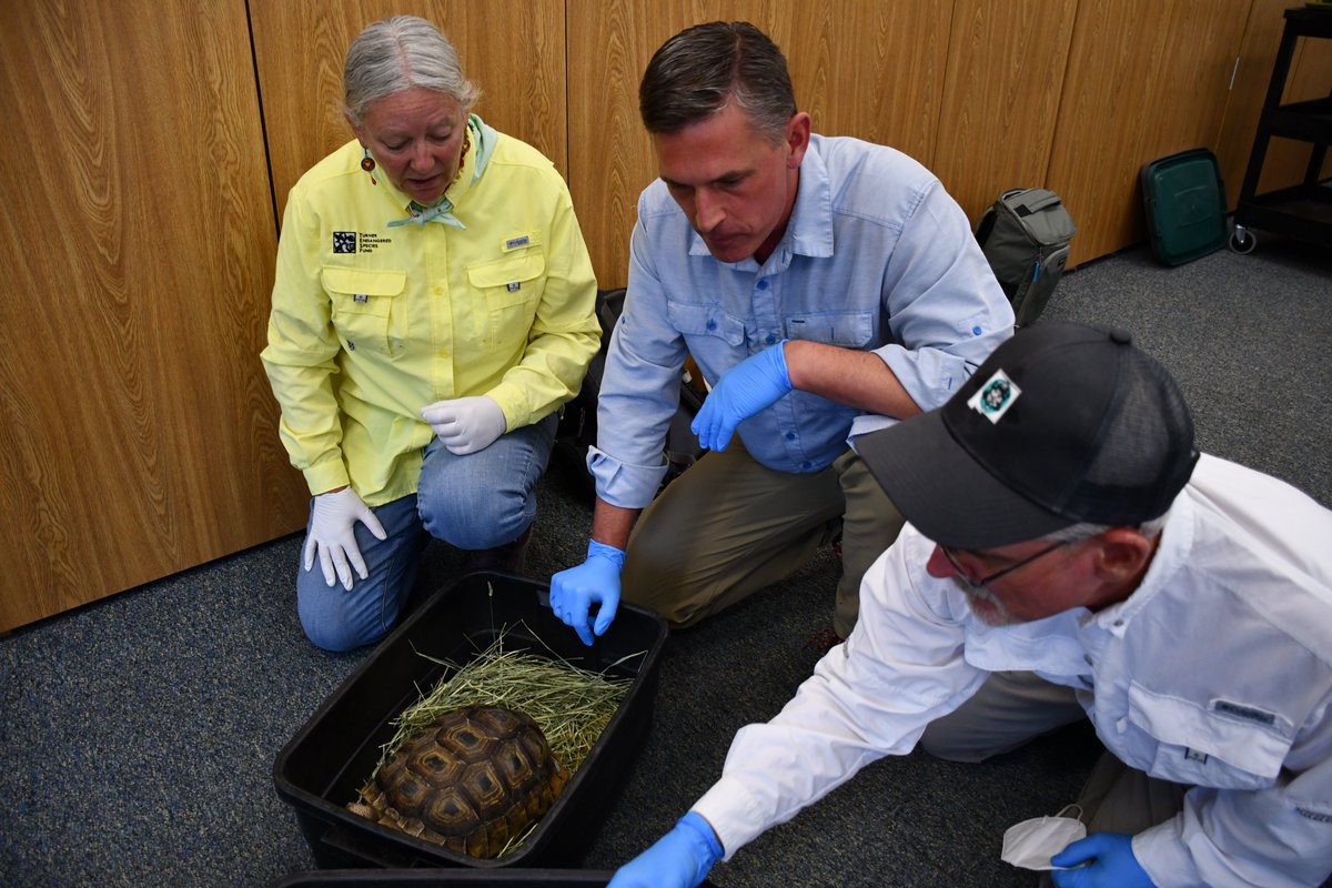 SenatorHeinrich's tweet photo. Last year, I visited with conservationists working to repopulate Bolson Tortoises. This fall, dozens of Bolson Tortoises were released at Armendaris Ranch in New Mexico.
2022:                                   2023: https://t.co/XuNF9wR4TS