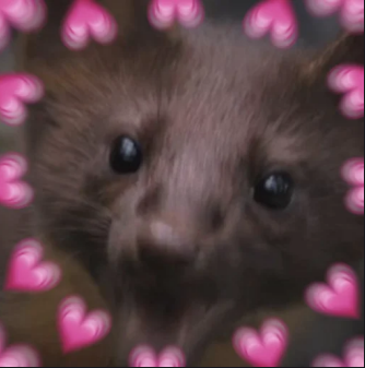 KrautiM's tweet photo. @2Pfoten Ich war auch schon mal schlanker. Aber hey danke für euer Vertrauen, ich werd mir Mühe geben. :) https://t.co/8a17J4JBFH