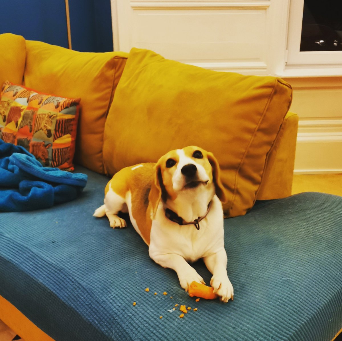 I haz carrots 🥕

#beagle #LifeOfRio