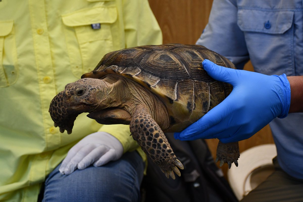 SenatorHeinrich's tweet photo. Last year, I visited with conservationists working to repopulate Bolson Tortoises. This fall, dozens of Bolson Tortoises were released at Armendaris Ranch in New Mexico.
2022:                                   2023: https://t.co/XuNF9wR4TS