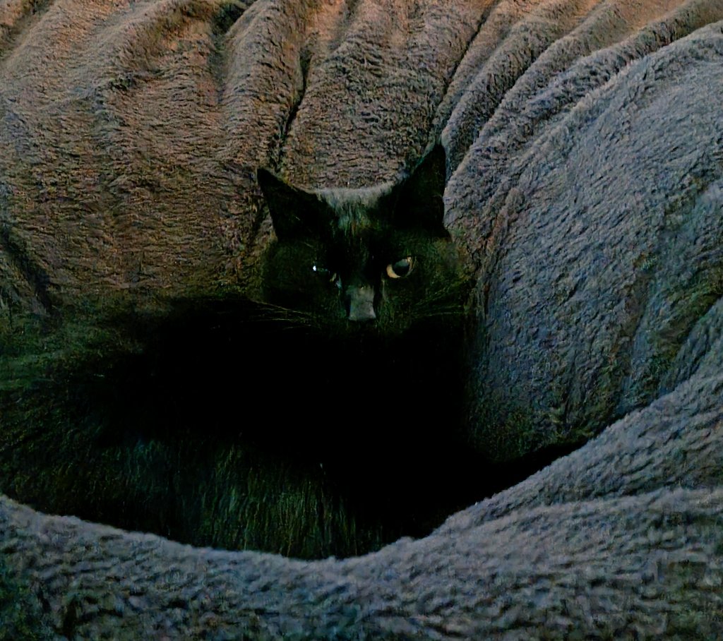 Gisela K tweet media