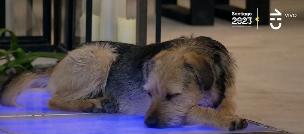 LaSantaSara1's tweet photo. Bigote al enterarse de que el fandom de La Resistencia desfunó a Bambino pese al maltrato.

Si hay repechaje tendrá que reencontrarse con él 😭

#GranHermanoChile 
#GranHermanoCHV
#TheLulosShow 
#TeamRai
#LaResistenciaLulo https://t.co/KS5Ty8Veyi