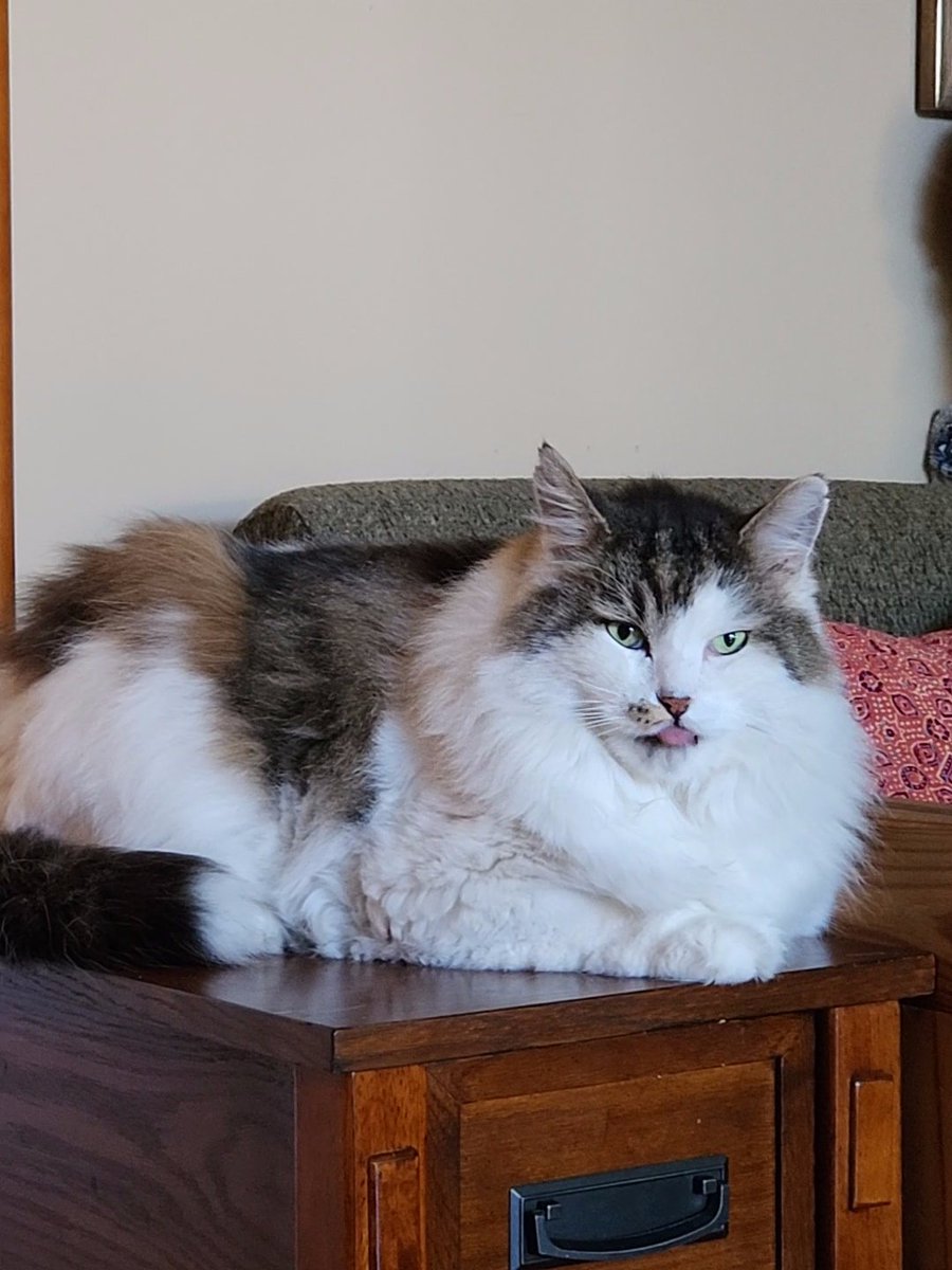 Transgenia's tweet photo. @RuthWobbles Chumley would like to present to you his best Chumblep. https://t.co/YTiRc2oChN