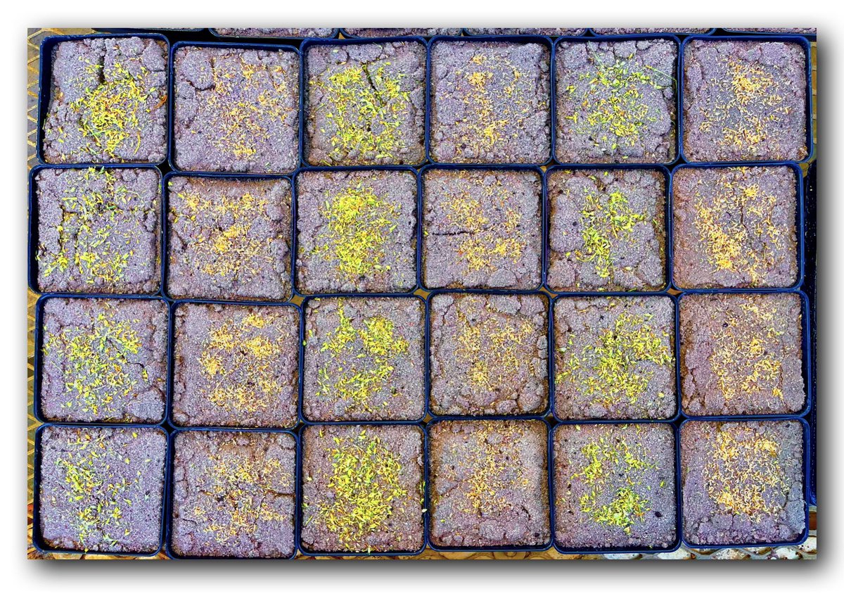 Is Poa 🌱 Time in Tennessee‼️