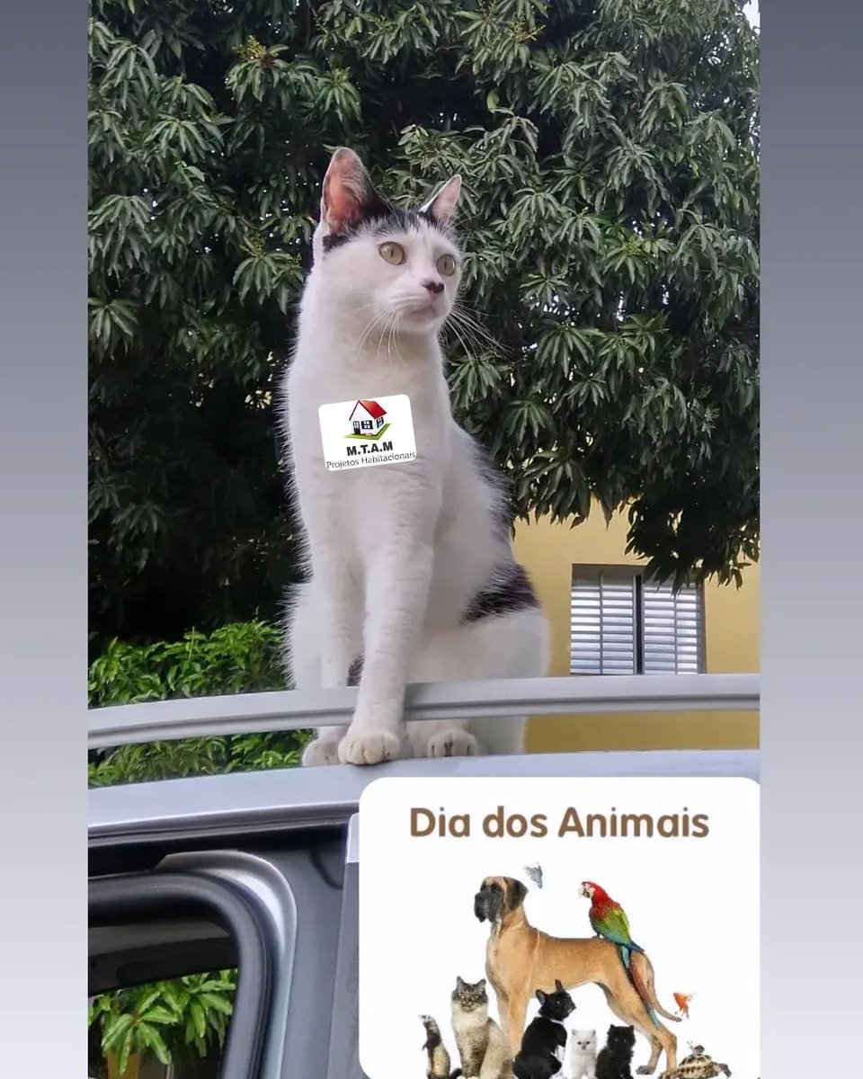 MtamProlmoradia's tweet photo. DIA MUNDIAL DOS ANIMAIS
04 DE OUTUBRO

@engheltoncosta https://t.co/ZFxNARpG6D