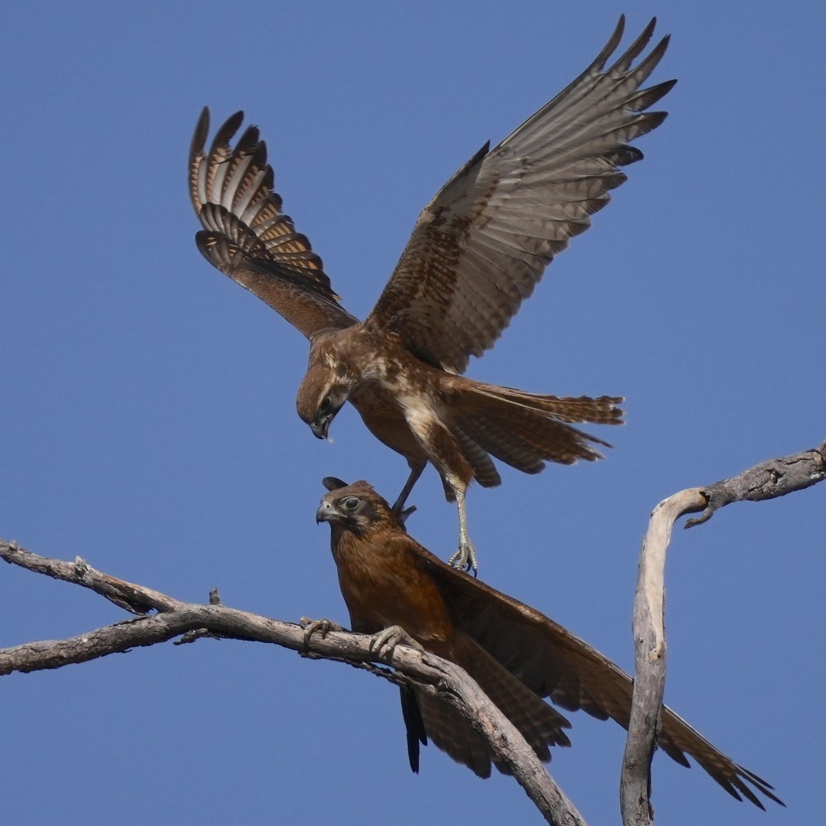 michael_s_y_lee's tweet photo. 2 #BrownFalcons at #Leliyn (#EdithFalls) helping survival of the species!

Had to whip out camera quick, action lasted <5 secs😳
More pics: https://t.co/xjvQvvLtcQ

#wildoz #Ozbirds #birdwatching #BirdPhotography #AustralianBirds #wildlifephotography #AustralianWildlife #Raptor https://t.co/wdBBU5viiJ
