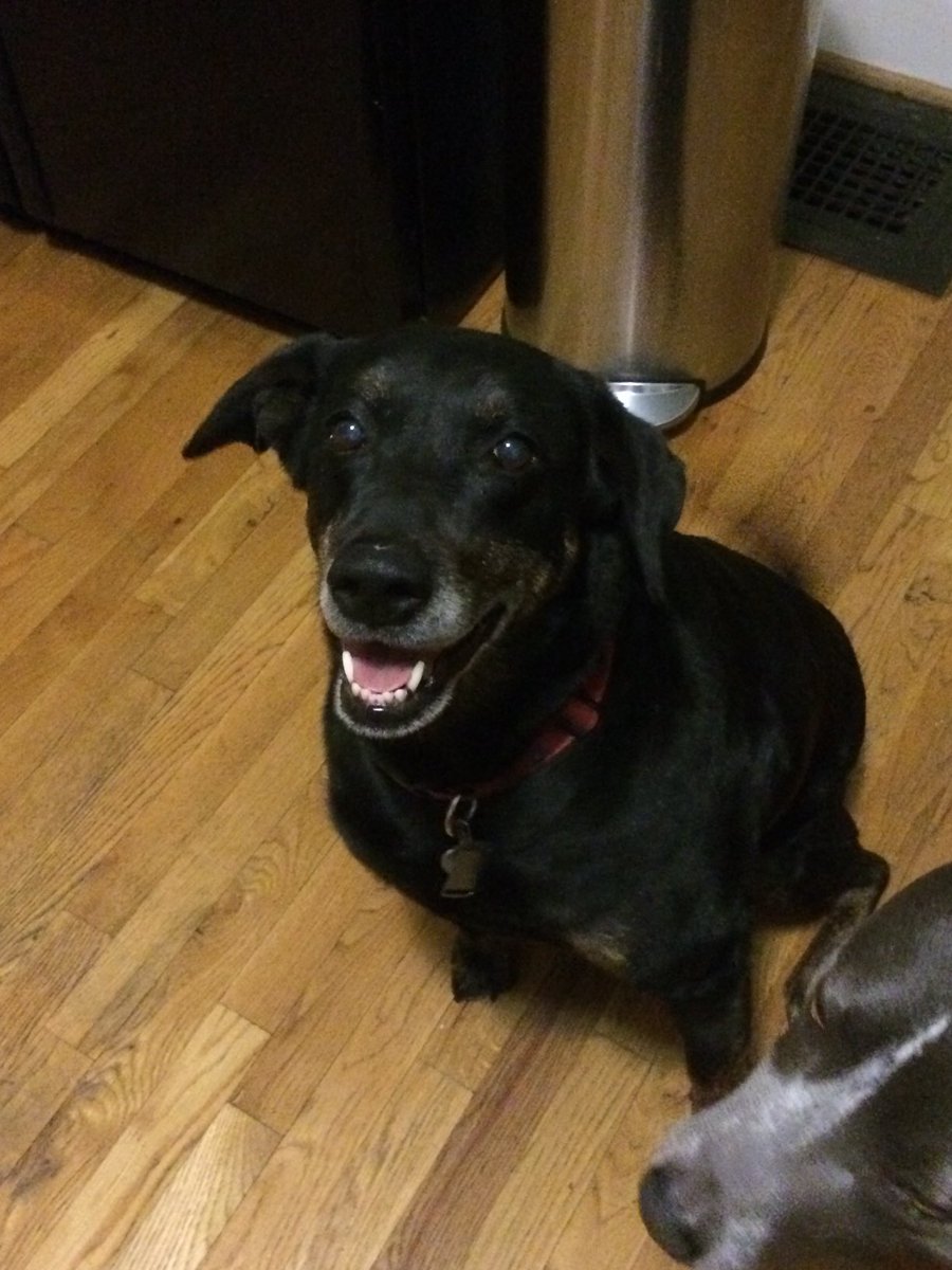 CliffLippard's tweet photo. We said goodbye to Lucy today. Sweet. Loyal. Stubborn. 16 1/2 year run for my girl. https://t.co/CKUmUL3Jgd