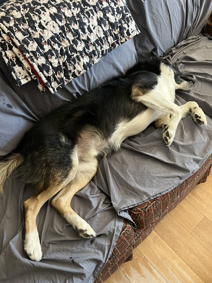 Herder_Jack's tweet photo. Wednesday is #BoneDay! After chewing my bone, I always wipe my mouthโon the sofa. #bordercollie #dogsoftwitter #twitterdogcommunity https://t.co/0UR7OTmLh4