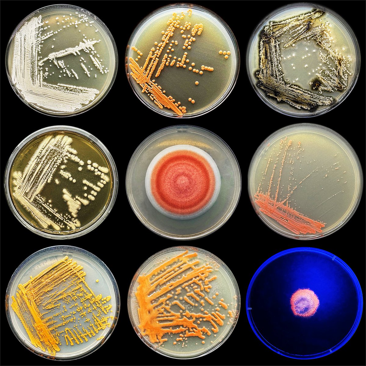 Josh McGinnis tweet media