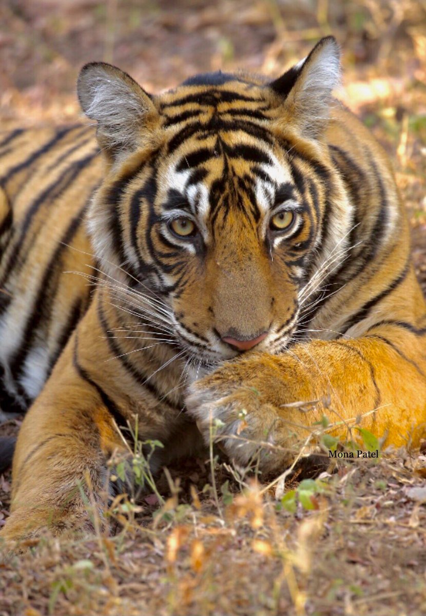 Watchful Eyes Of The 🐅🌳

#Ranthambor 🐅🌳#BBCWildlifePOTD #ThePhotoHour #natgeoindia #DekhoApnaDesh 🇮🇳