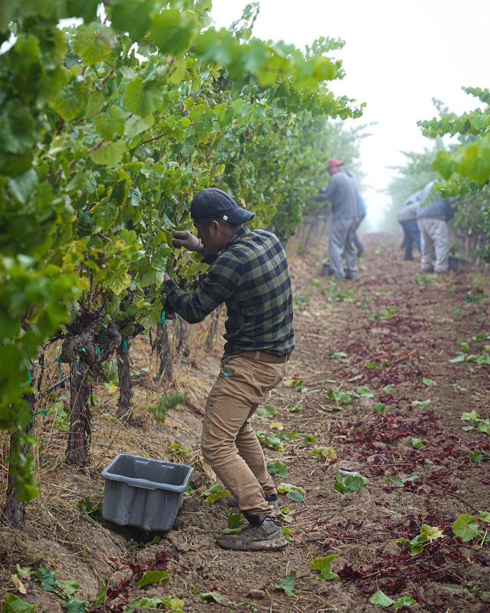 Roederer Estate tweet media