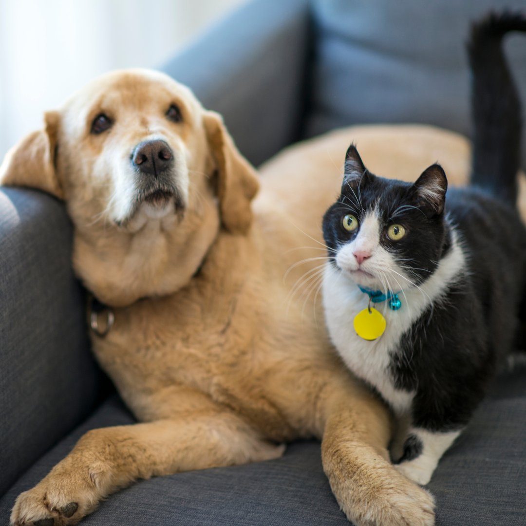 The_Highlands's tweet image. At #TheHighlands, cats and dogs are accepted with no breed restrictions!

#TheHighlands #LPCMidwest #LPCYouBelongHere #DowntownOP #downtownOverlandPark #lovewhereyoulive #apartmenthuntingOP #apartmenthuntingOverlandPark #JohnsonCounty