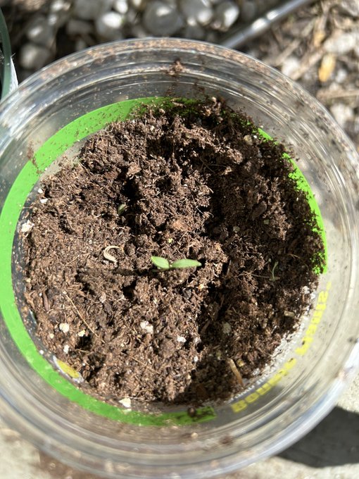 Look at my basil and cilantro! 🥹🥹🥹 I had to start over the cilantro bc a street cat knocked it down https://t