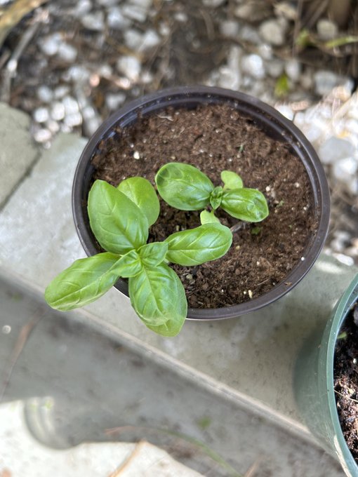 Look at my basil and cilantro! 🥹🥹🥹 I had to start over the cilantro bc a street cat knocked it down https://t
