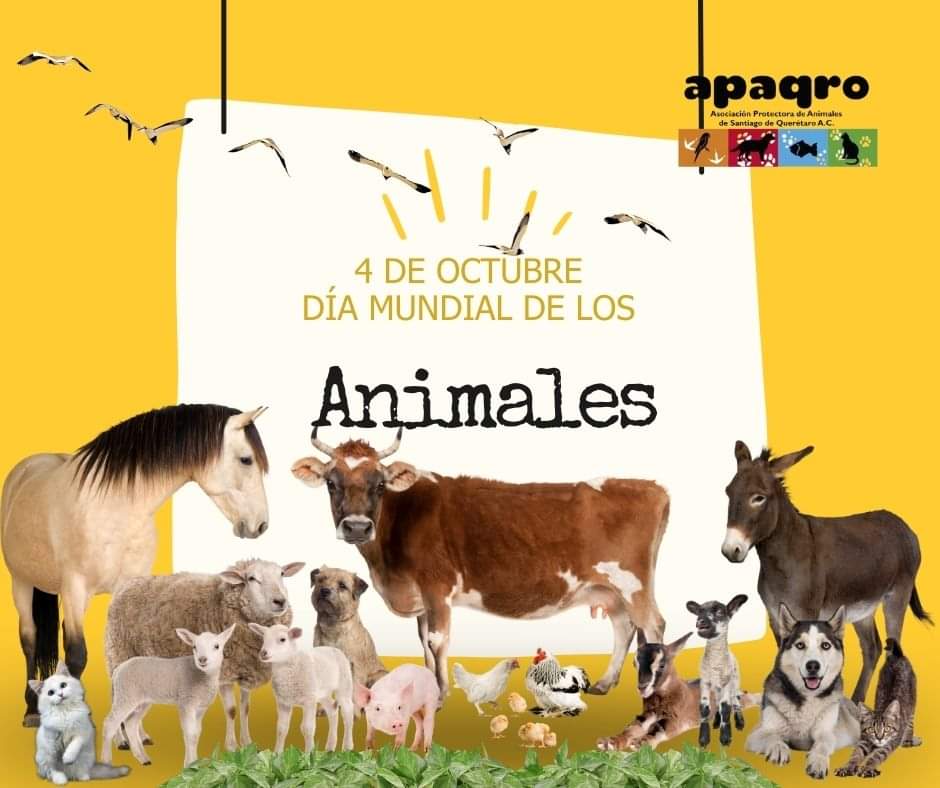 El día de los animales 🐆🐇🐈🐕🐏🐎🐠🐢es una celebración que se realiza en diferentes países del mundo para honrar y proteger a los seres vivos que comparten el planeta con nosotros. #APAQRO  #diadelosanimales #díadelosanimales #animales #animaleslindos #animalessalvajes