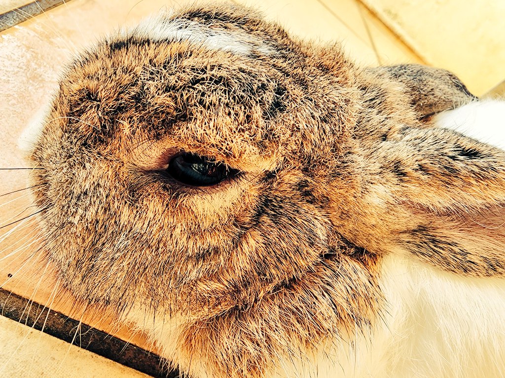 tardigrade7897's tweet photo. #つぶらな瞳のおじいちゃん 
#うさぎがいる暮らし 
#brokenchestnut 
#thursdayvibes https://t.co/c63cmKNNzz