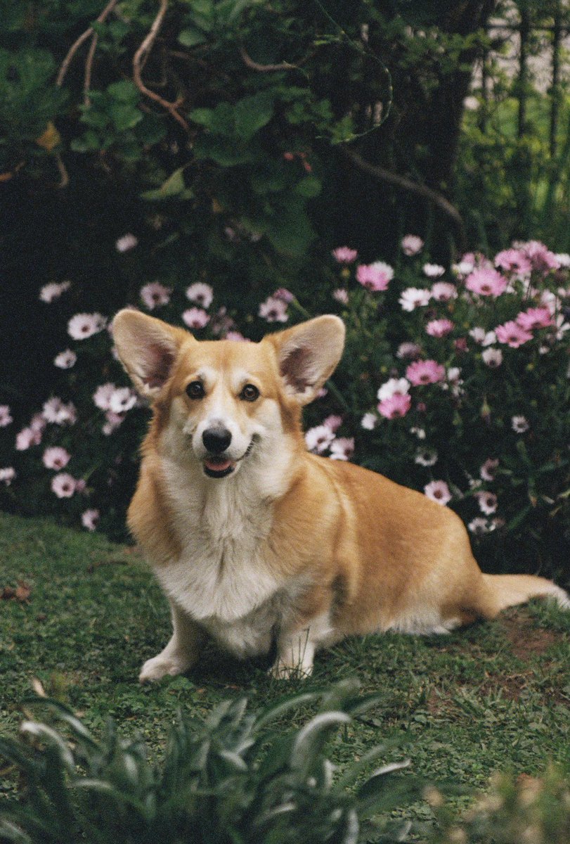 turusalinas's tweet photo. Feliiiz día del animal #mila #noticias24 @24HorasTVN https://t.co/S667pwlDJF