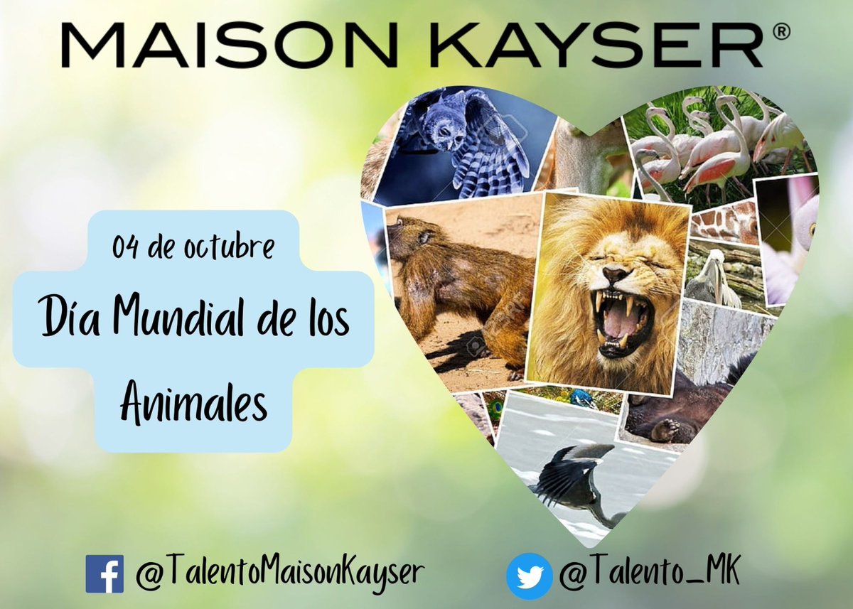 Talento_MK's tweet photo. Hoy celebramos el "Día mundial de los animales" con el objetivo de frenar la extinción de muchas especies, la destrucción de cualquier especie genera grandes estragos en la naturaleza. 🐶🐱🐰🦊🐻🦁🐸🦆🐺🐢
#TalentoMaisonKayser #TalentoMK https://t.co/YueXLIXZJn
