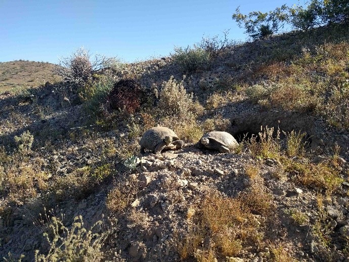 U.S. Fish and Wildlife Service tweet media