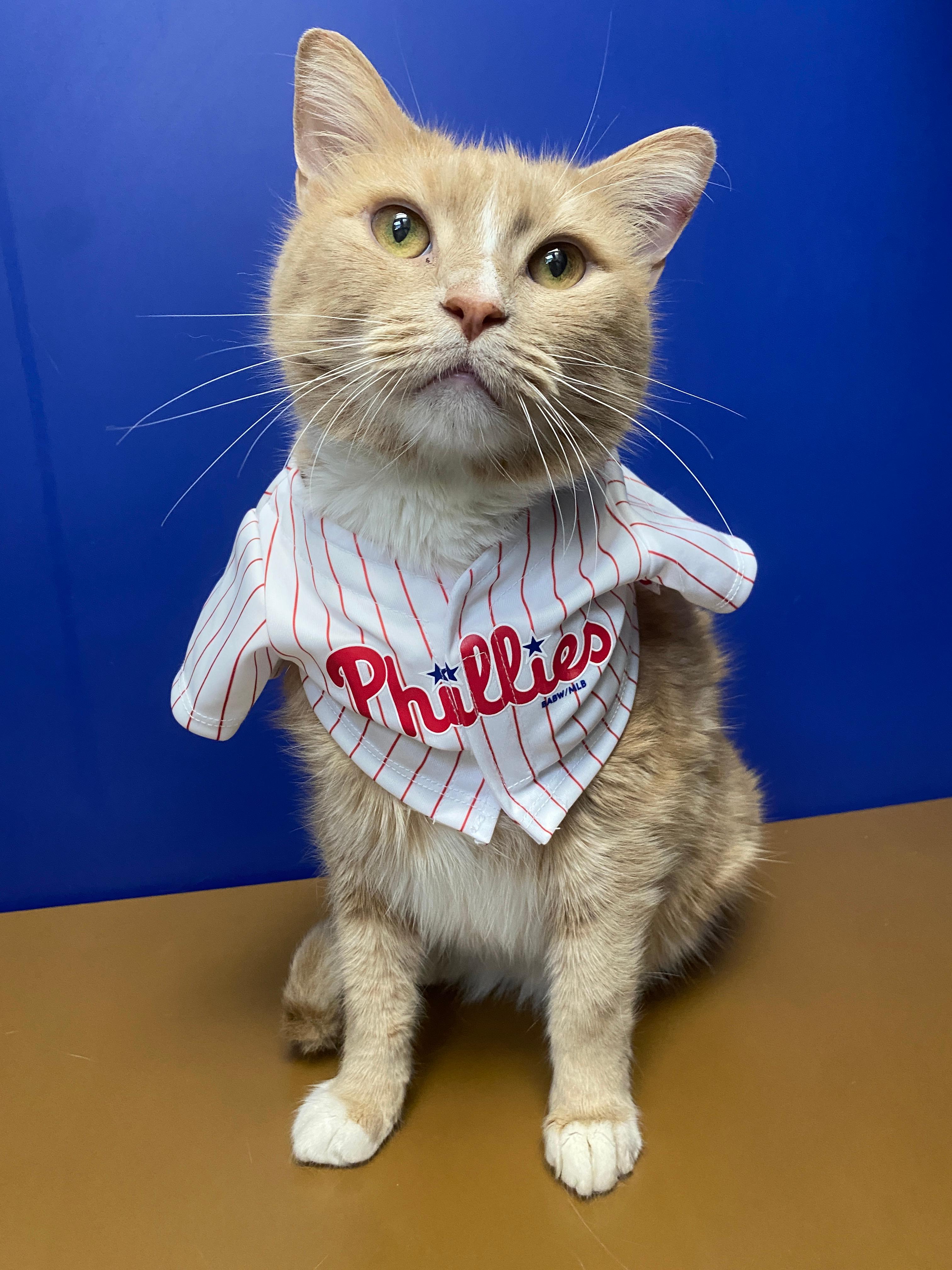 Pennsylvania SPCA on X: Finn wanted to show his Phillies pride today and  we didn't have the heart to tell him his shirt may be a few sizes too  small. This sweet