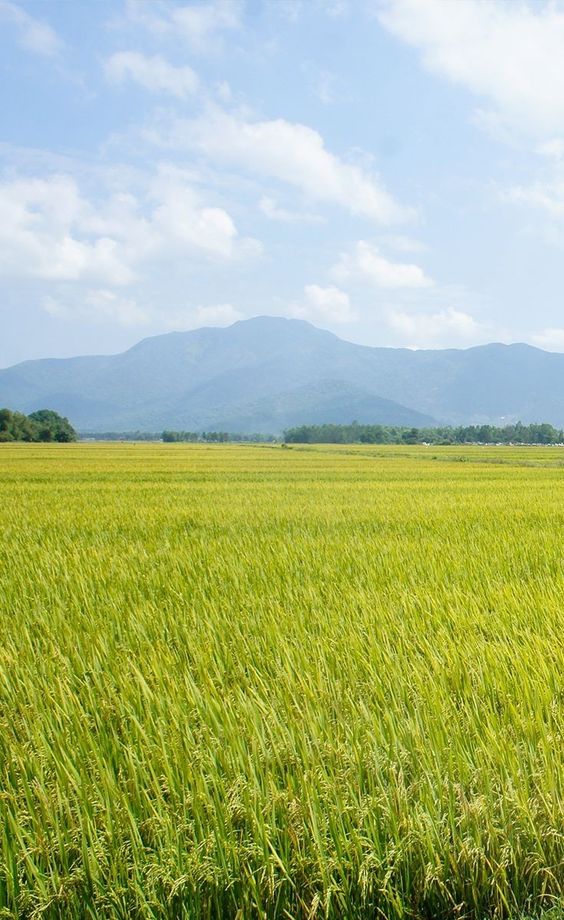 VanLy000's tweet image. "Bình yên đến khi bạn học cách sống đơn giản và không phức tạp."
#seasons #instaspring #instagood