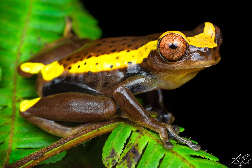 Mauricio Rivera-Correa 🐸 tweet media