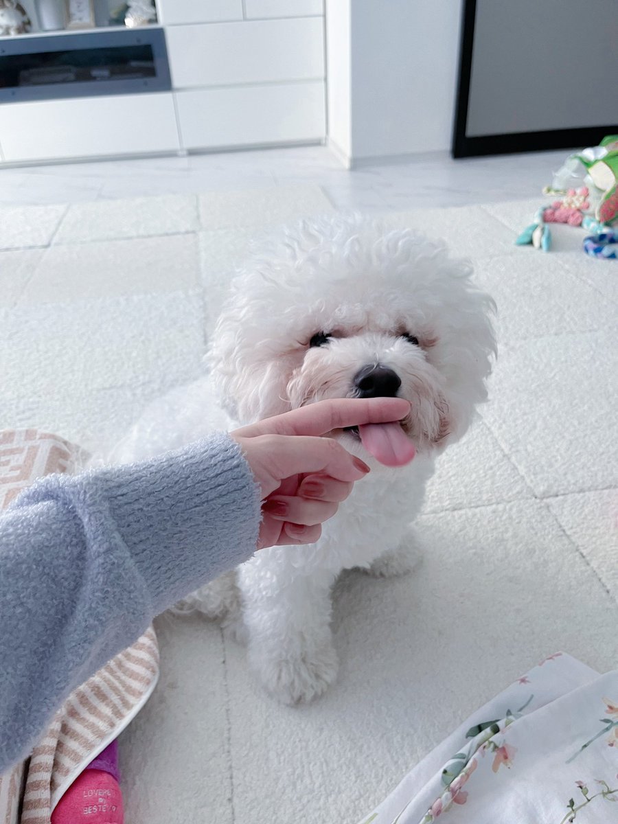 iwtes's tweet photo. けっこうふわふわです https://t.co/mNJrMdHf3d