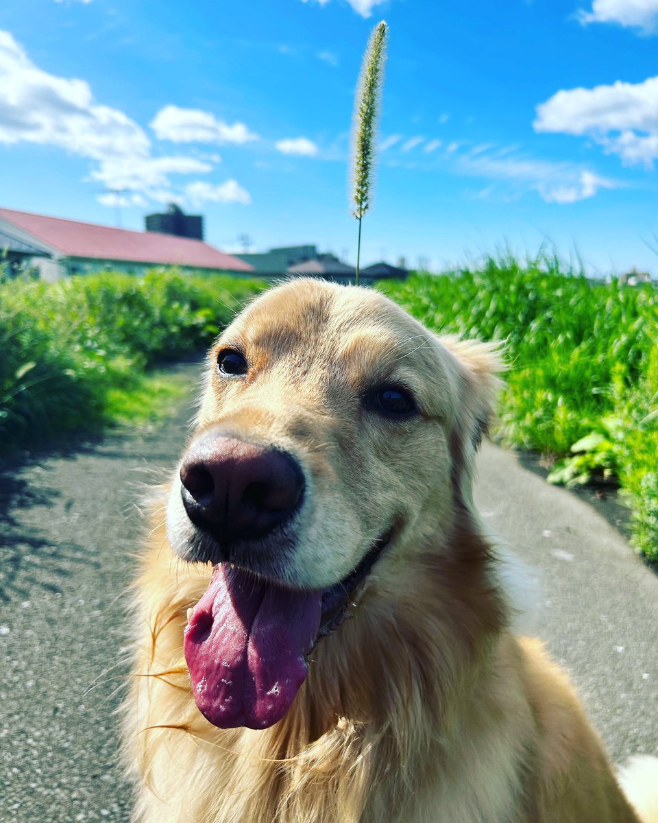 goldol_0725's tweet image. ちょんまげ犬。
#イタズラ
#大型犬のいる生活
#ゴールデンレトリバー