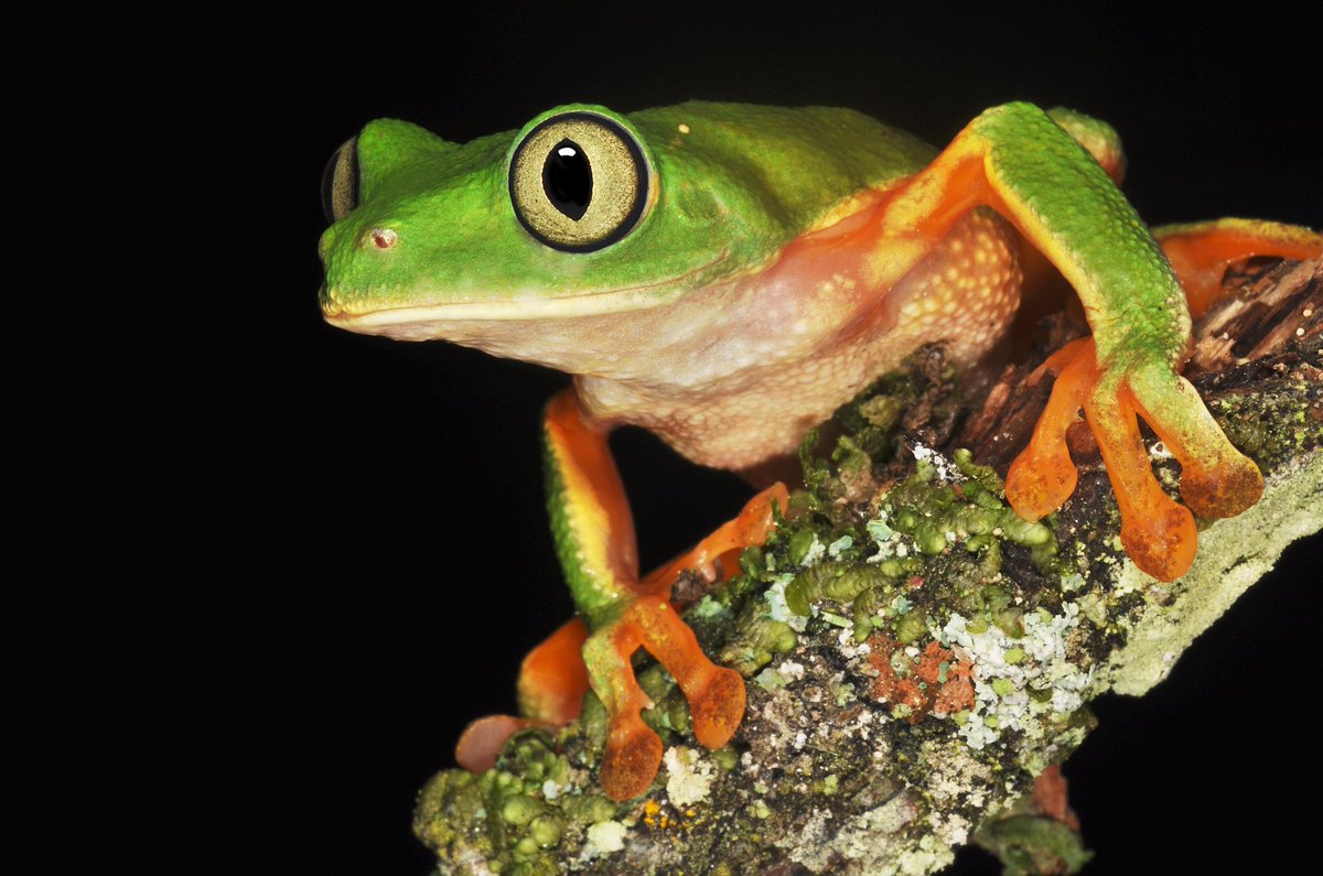 Mauricio Rivera-Correa 🐸 tweet media