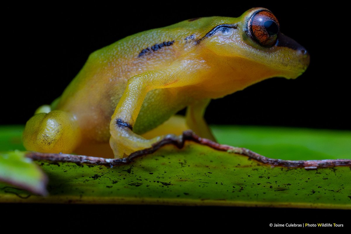 Mauricio Rivera-Correa 🐸 tweet media