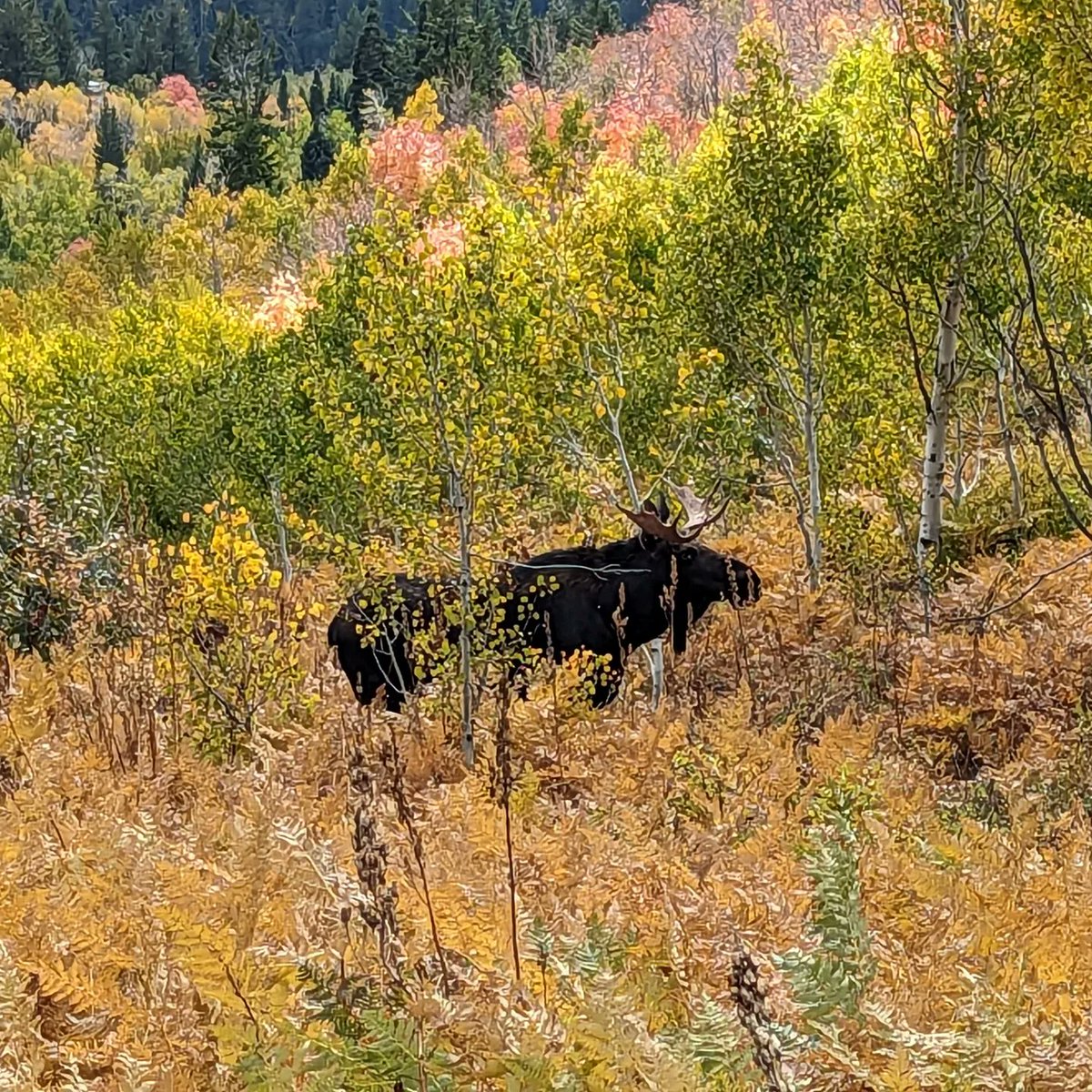 COfrom_CO's tweet image. Today is my wife&apos;s birthday.  We always do the Alpine loop on her day.  Today she got to see her first moose in the wild! We&apos;ve been married for 34 years! 
#nature #moose #alpineloop
#utah