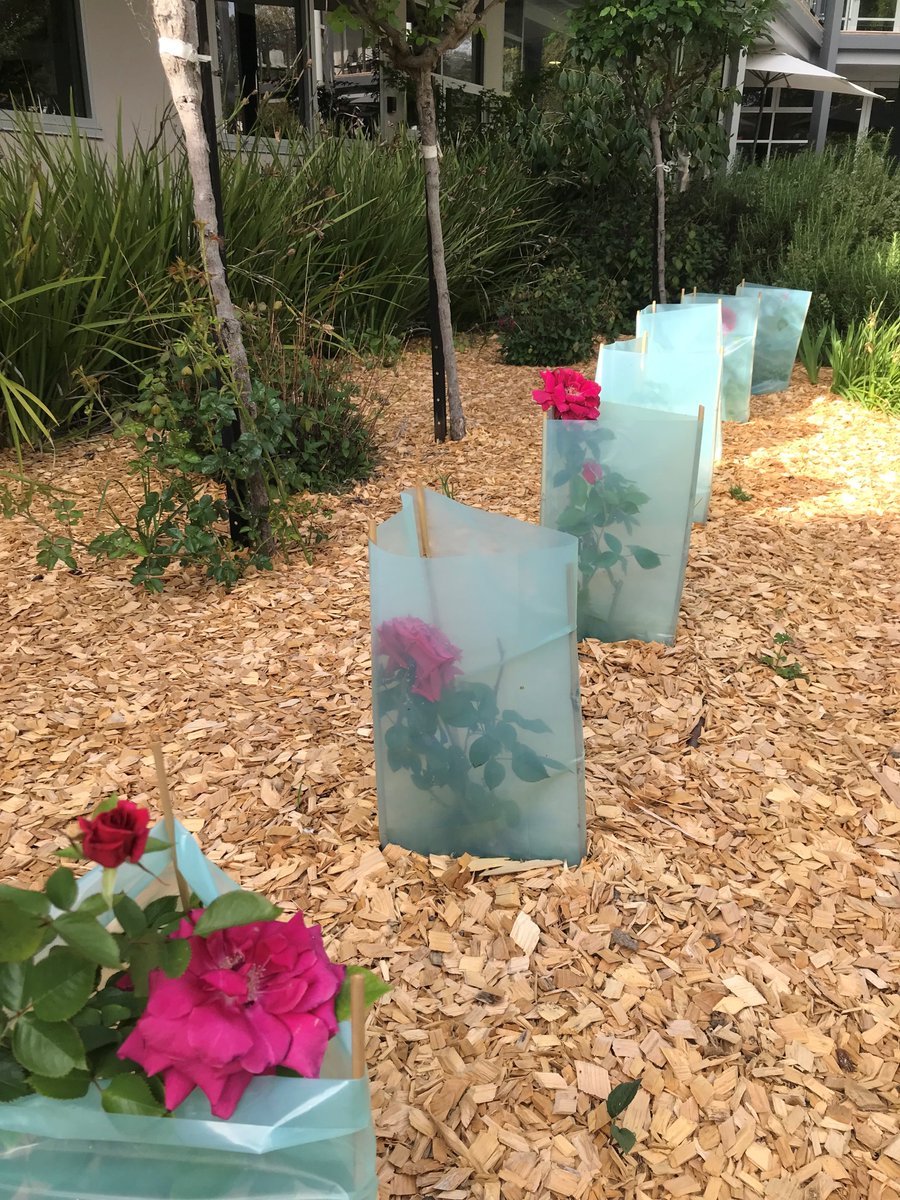 orderofmaltaau's tweet photo. #Orderof Malta Our Lady of Philermos Roses 📷 planted at Calvery Care in ACT near the entry. Every resident and guests will pass these roses on arrival and departure and the location provides easy access for roses to be picked and gifted to residents.
https://t.co/DnyYR2m0gb https://t.co/fGyVWkrlKc