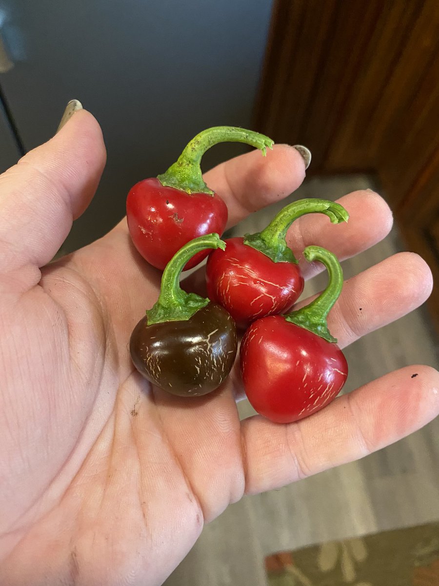 Yddryk's tweet photo. Have I grown the smallest bell peppers ever? 😓 @GWR https://t.co/BH2nR1Z4xE